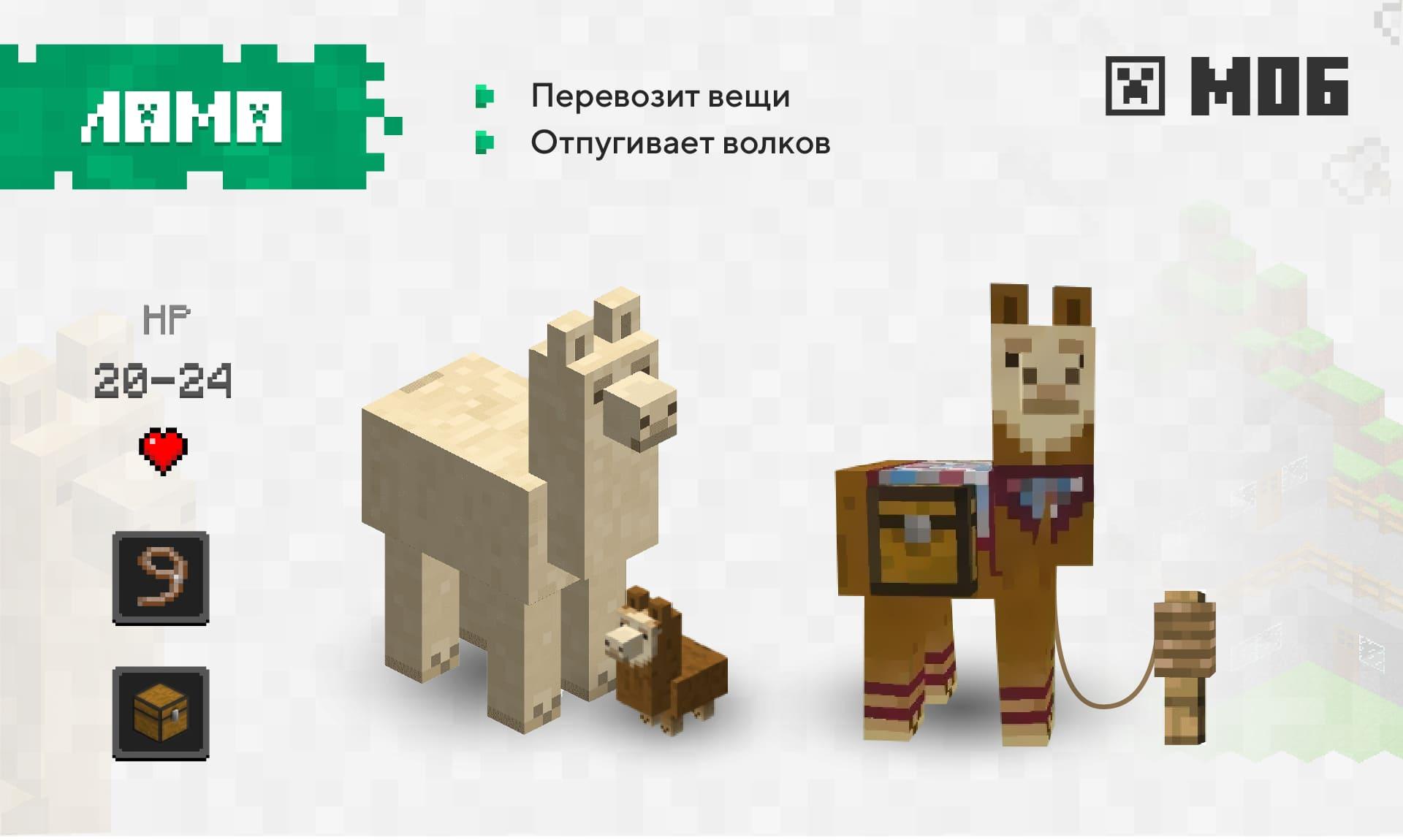 Лама и ее особенности.