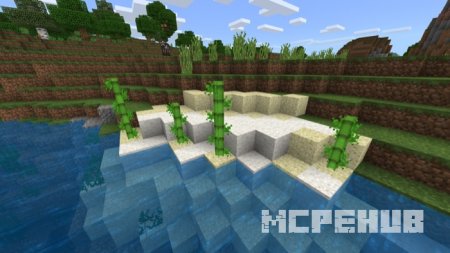 Бамбук растёт на песчаном пляжу