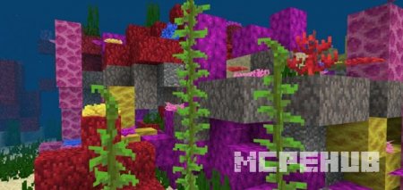 самые крупные кораллы