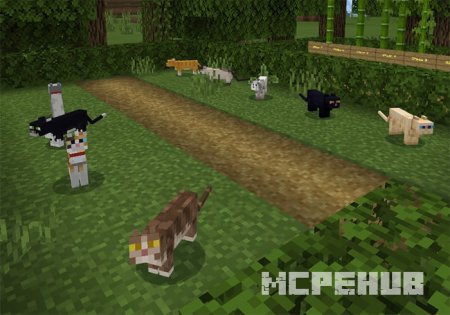 Представление концептов различных видов кошек