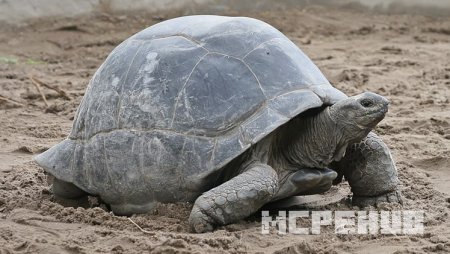 черепаха в реальном мире
