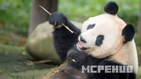 панды в реальном мире
