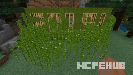 уникальный бамбуковый сад