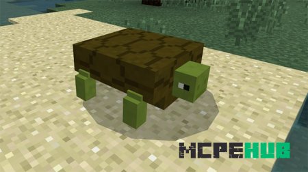 Черепаха на песчаном пляже