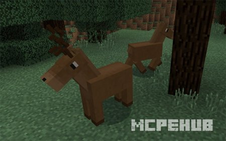 Пара оленей в тайге