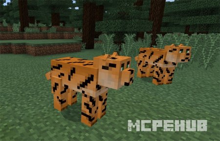 Пара леопардов на равнине