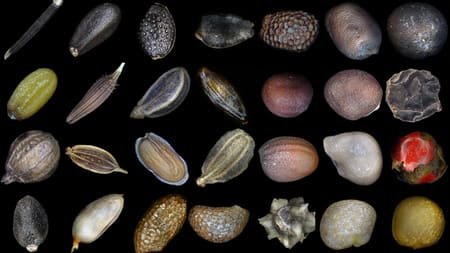 разновидности семян в реальном мире
