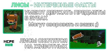 Интересные факты о лисах