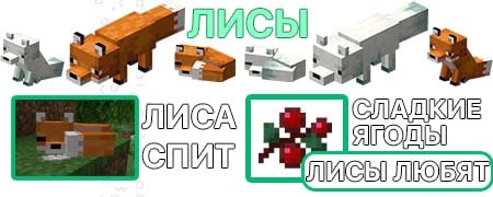 Основная информация о лисах