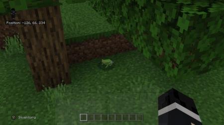 Лягушка на равнине под деревом