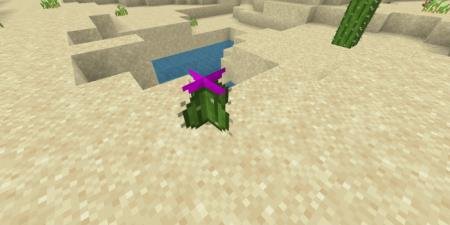 Кактусовый цветок в пустыне