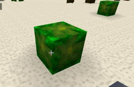 Кусты ананасов