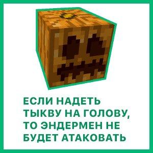 Тыква и поведение странника края