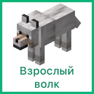 Взрослый волк