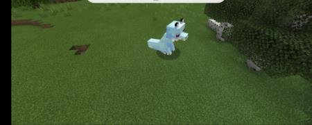 Тоби Кадачи