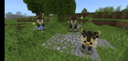 Представление трёх мобов Кельби