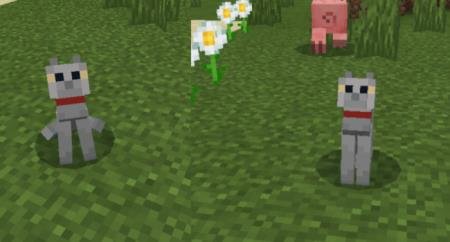 Анимация сидения кошки на равнине