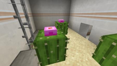 взрывной кактус