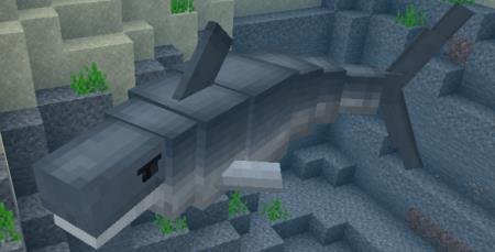 Большая белая акула