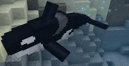 Касатка в море