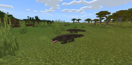 Драконы комодо