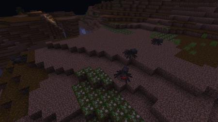 Пауки вышли на ночную охоту в долине яда