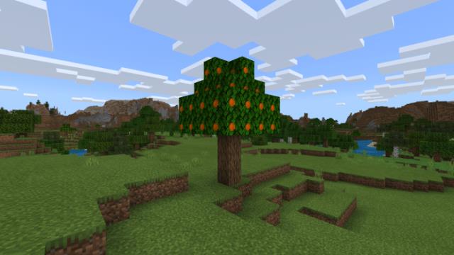 Апельсиновое дерево