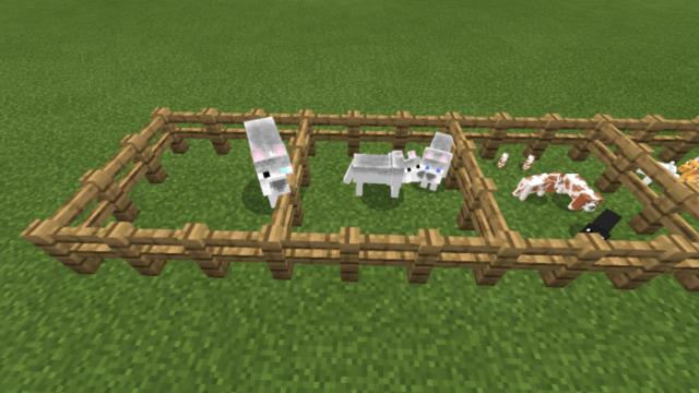 Различные виды красивых собачек в загоне