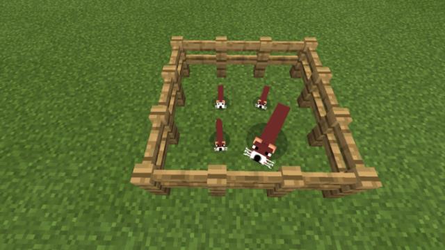 Белки в загоне