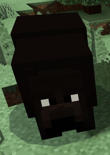 Черный медведь