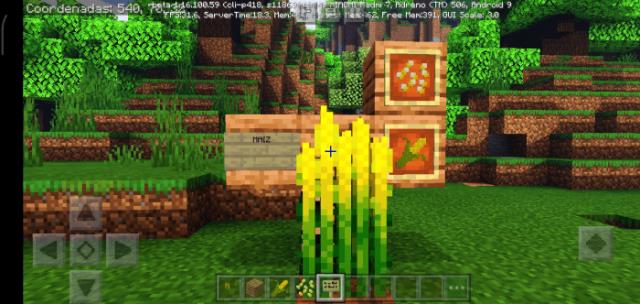 Зрелы плоды кукурузы