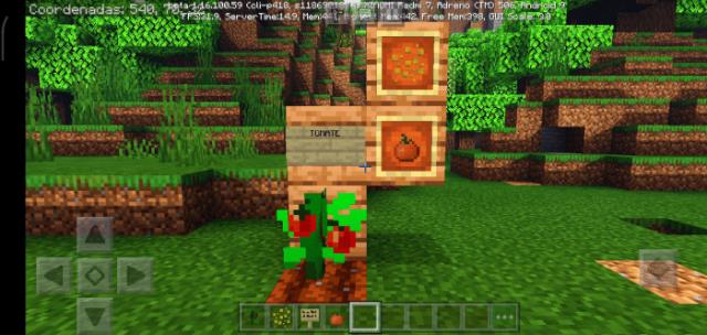 Выращивание помидора