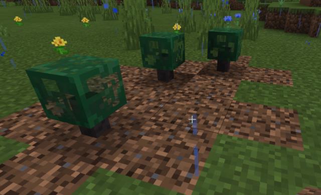 Мелкие кусты и грязь