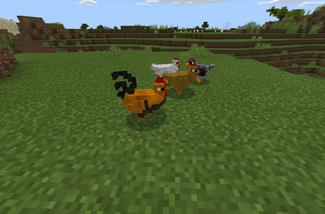 Курицы и петухи