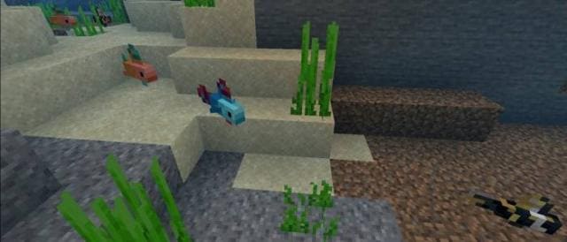 Бойцовая рыбка