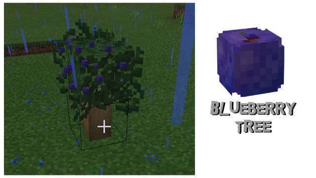 Черничное дерево