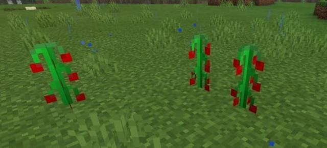 Красные ягоды на растении