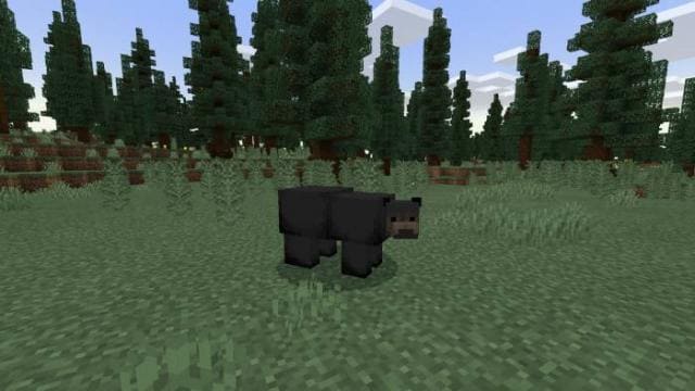 Черный медведь