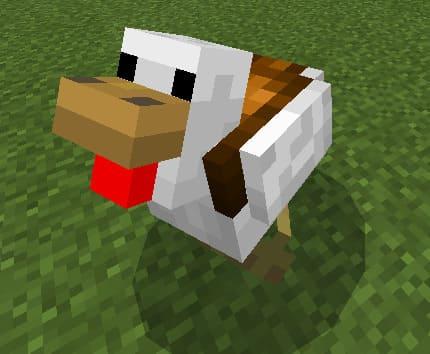 Новые виды куриц