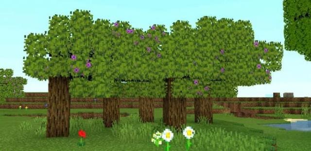 Несколько азалий