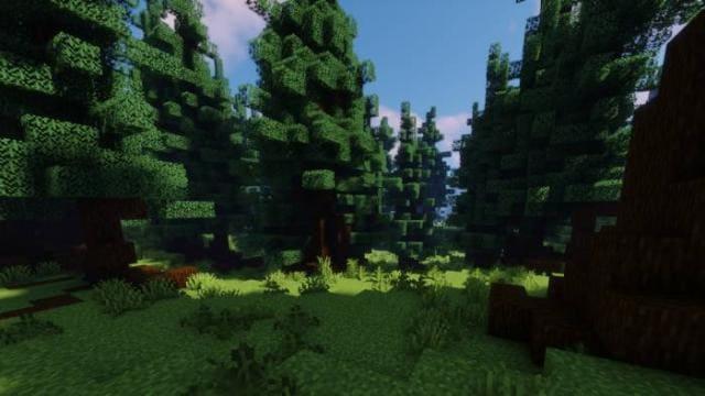 Плотная листва деревьев