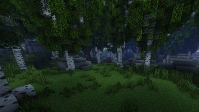 Густой березовый лес