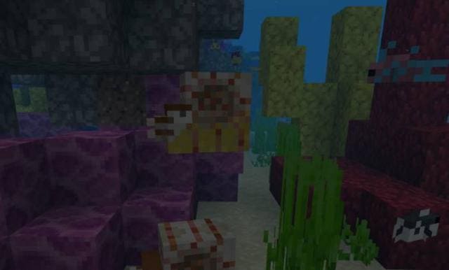 Пушистый наутилус