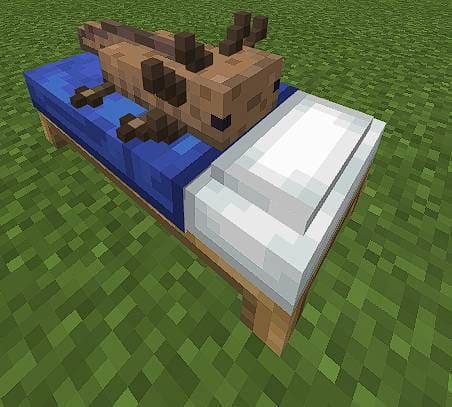 Коричневый аксолотль на кровати