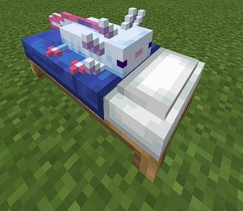 Сине-зеленый аксолотль на кровати