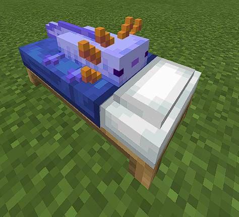 Синий аксолотль на кровати