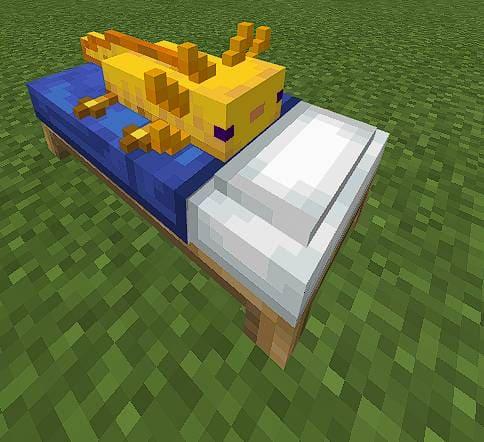 Желтый аксолотль на кровати