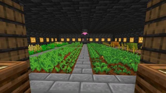 Выращивание растений в подвале