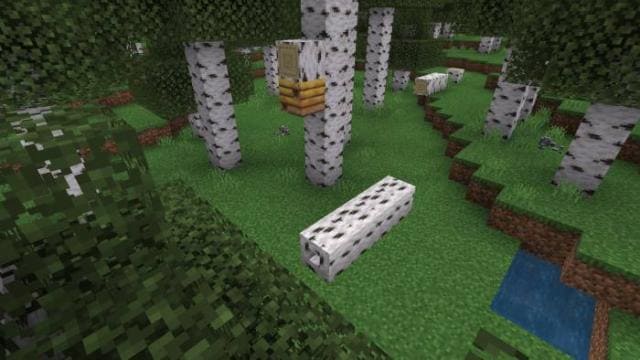 Упавшая береза