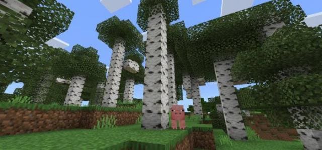 Березы в лесу